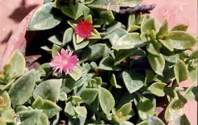 Image result for Aizoaceae