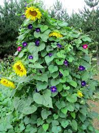 Sunflowers And Morning Glories Growing Sunflowers Flower Landscape Flower Garden