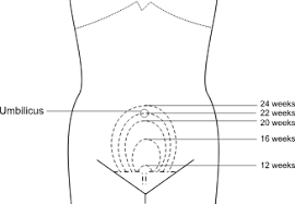 Maternal Care 1b Examination Of The Abdomen In Pregnancy The uterus is the place a baby grows for nine months during pregnancy. examination of the abdomen in pregnancy