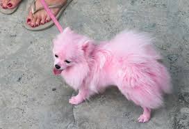 Hair cream is only suitable for more than 12 weeks of age without any disease. How To Dye Your Dog S Hair Animal Behavior College