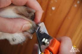At their tender age, the sharp nails are a threat to in addition, overgrown nails may sometimes curl and get into the paw pad. Clipped Your Dog S Toenail Too Short Here Are Sure Fire Tips On How To Stop A Dog S Nail From Bleeding Dr Buzby S Toegrips For Dogs