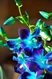 Blue Dendrobium Orchids New Fav Flower Plantas De Orquideas Flores Exoticas Jardin De Orquideas