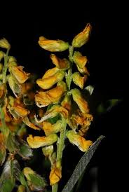 Image result for Eriosema psoraleoides