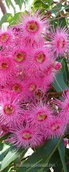 Flowering Gum Tree Australian Flowers Flowering Trees Australian Native Flowers