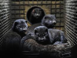 We did not find results for: Domesticated Minks As Pets Pethelpful