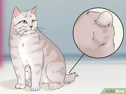 Maybe you would like to learn more about one of these? How To Identify An American Bobtail Cat 12 Steps With Pictures