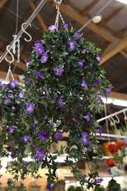 Morning Glories In A Hanging Basket Plants For Hanging Baskets Hanging Flower Baskets Hanging Herbs