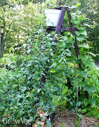 We have more than 220 articles on planting, growing, and harvesting your favorite vegetables. Garden Design Ideas Using Vining Vegetables