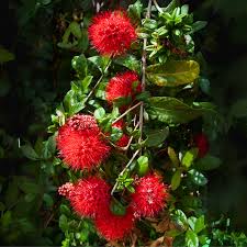 Image result for Combretum falcatum