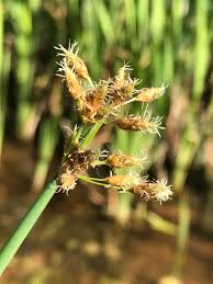 Image result for Schoenoplectus erectus