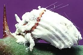 Image result for puklice švestková obrázek