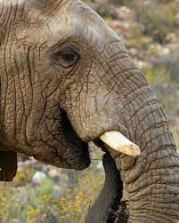 1 dunyanin en buyuk hayvan turleri arasinda yer alan filler arilardan korkarlar 2 insanlar disinda ceneleri animals animal pictures amazing animal pictures