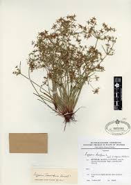 Image result for Cyperus tenuispica