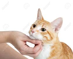 person petting a kitten under the chinの画像