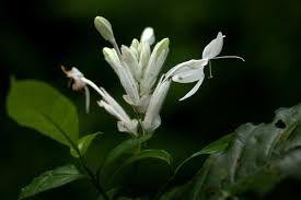 Image result for Whitfieldia thollonii