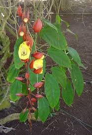 Image result for Thunbergia masisiensis