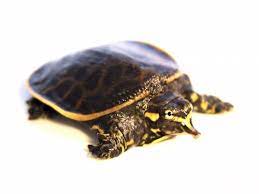 While most turtles have hard shells composed of scutes, the florida softshell has a cartilaginous carapace covered in leathery skin. Florida Softshell Turtle For Sale Reptiles For Sale
