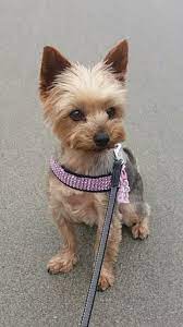 Love The Bling Lap Dogs Yorkshire Terrier Top Dog Breeds