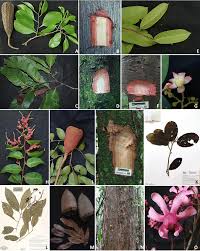 Image result for Lecythidaceae