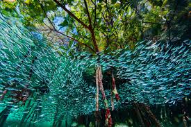 A School Of Blue Silversides Swim Through Mangroves In The Coral Reefs Off Cuba Underwater Photos Nature Photography National Geographic