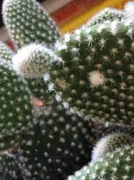 Underwatering or overwatering can cause your bunny ear cactus to droop or sag. Cactus And Succulents Forum Advice For My White Bunny Ears Cactus Garden Org
