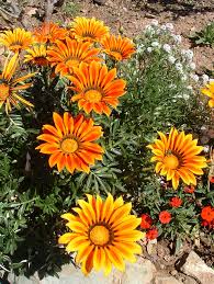Image result for Gazania krebsiana