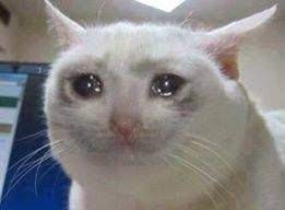 qwe qwe qwe qwe hashtags kedi esprileri komik hayvanlar