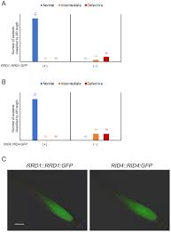 Plant cells are eukaryotic cells that differ in several key respects from the cells of other eukaryotic organisms. Temperature Dependent Fasciation Mutants Provide A Link Between Mitochondrial Rna Processing And Lateral Root Morphogenesis Elife