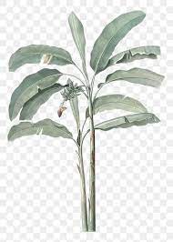 Hand Drawn Banana Tree Design Element Free Image By Rawpixel Com Eyeeyeview Tree Illustration Banana Tree Tropical Leaves Illustration