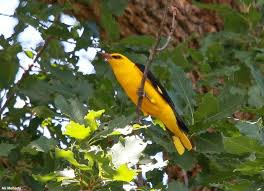 Photographie D Ali Prise En Algerie Le Loriot D Europe Oriolus Oriolus Est L Un Des Meilleurs Et Des Plus Beaux Oiseaux Chanteurs D