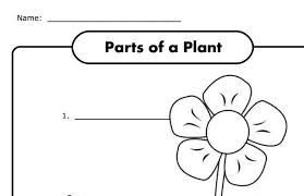 Parts Of A Plant Worksheet For K Free Plants Worksheets Kindergarten Worksheets Printable Kindergarten Worksheets