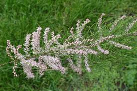 Image result for Grona ramosissima