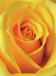 Yellow Rose By Jeff Schneiderman Yellow Aesthetic Pastel Nature Photography Flowers Yellow Aesthetic