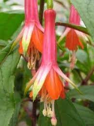 Just In 2 New Fuchsias To Play With Fuchsia Garden Fuchsia Flowers Fuchsia