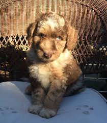 Find aussiedoodle puppies for sale and dogs for adoption. F1 Standard Aussiedoodle Puppy Labradoodle Puppies For Sale Puppies Labradoodle Puppy