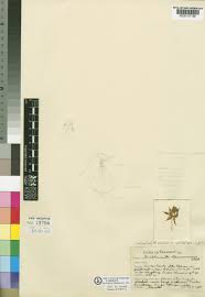 Image result for Rhipidoglossum kamerunense