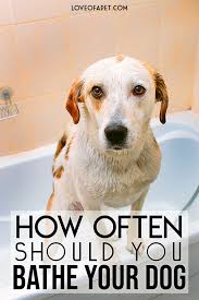 How Often Should You Bathe Your Dog Bathing A Puppy Dog Cleaning Dog Bath