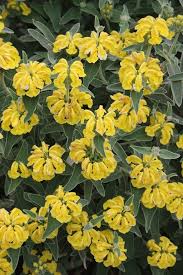 Image result for Phlomis fruticosa