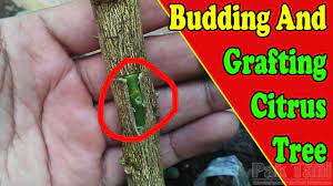 To ensure that all of the growth goes into the scion, you should remove any suckers or small. Budding And Grafting Citrus Trees Video Tutorial Grafting Examples Youtube