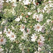 Lavatera Barnsley Baby Tree Mallows Are Terrific For Summer And Autumn Display White Hollyhock Type Flowers Have A Smal Plants Perennials Flowers Perennials