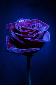 Beautiful Black And Blue Roses Rosy Magic By Minori B 500px Purple Roses Beautiful Flowers Beautiful Roses