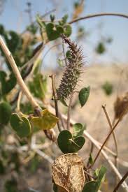 Image result for Pergularia daemia