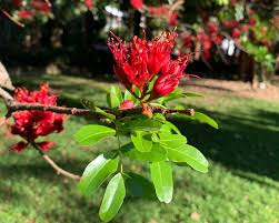 Image result for Schotia brachypetala