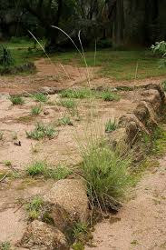 Image result for Enteropogon