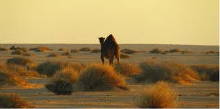 You see, camels are one of the only animals in the world that store all their fat in one spot. Searching For Adaptation Secrets In The Sahara Desert Qb3 Berkeley