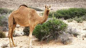 Each week camel will provide a new sound collection, consisting of noises found in various everyday environments, such as the clanking of silverware or the screech of an outbound train. 2 Hours Camel Sound Effect Youtube