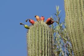 While the natural beauty of these desert plants is impressive, they can become problematic. Tucson Attractions And Activities Attraction Reviews By 10best
