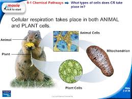 Check spelling or type a new query. Slide 1 Of 39 Copyright Pearson Prentice Hall Chapter 9 Cellular Respiration Athletes Get The Energy They Need From The Break Down Of Glucose During Ppt Download
