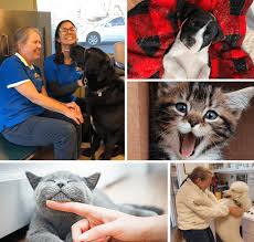 Animal hospital of morris park is here to serve you 7 days a week! Veterinarian In Newman Ca Westside Animal Hospital