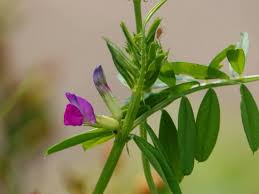Image result for Vicia